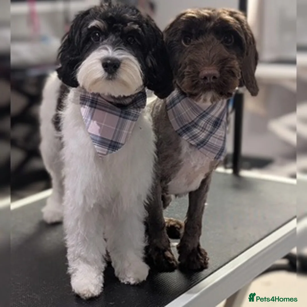 Mixed Breed dogs for sale: F1b Cockapoo x Cavapoo (Double Doodles) Moray - Advert 1