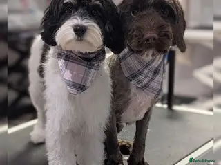 Mixed Breed dogs F1b Cockapoo x Cavapoo (Double Doodles) Moray - Advert 1