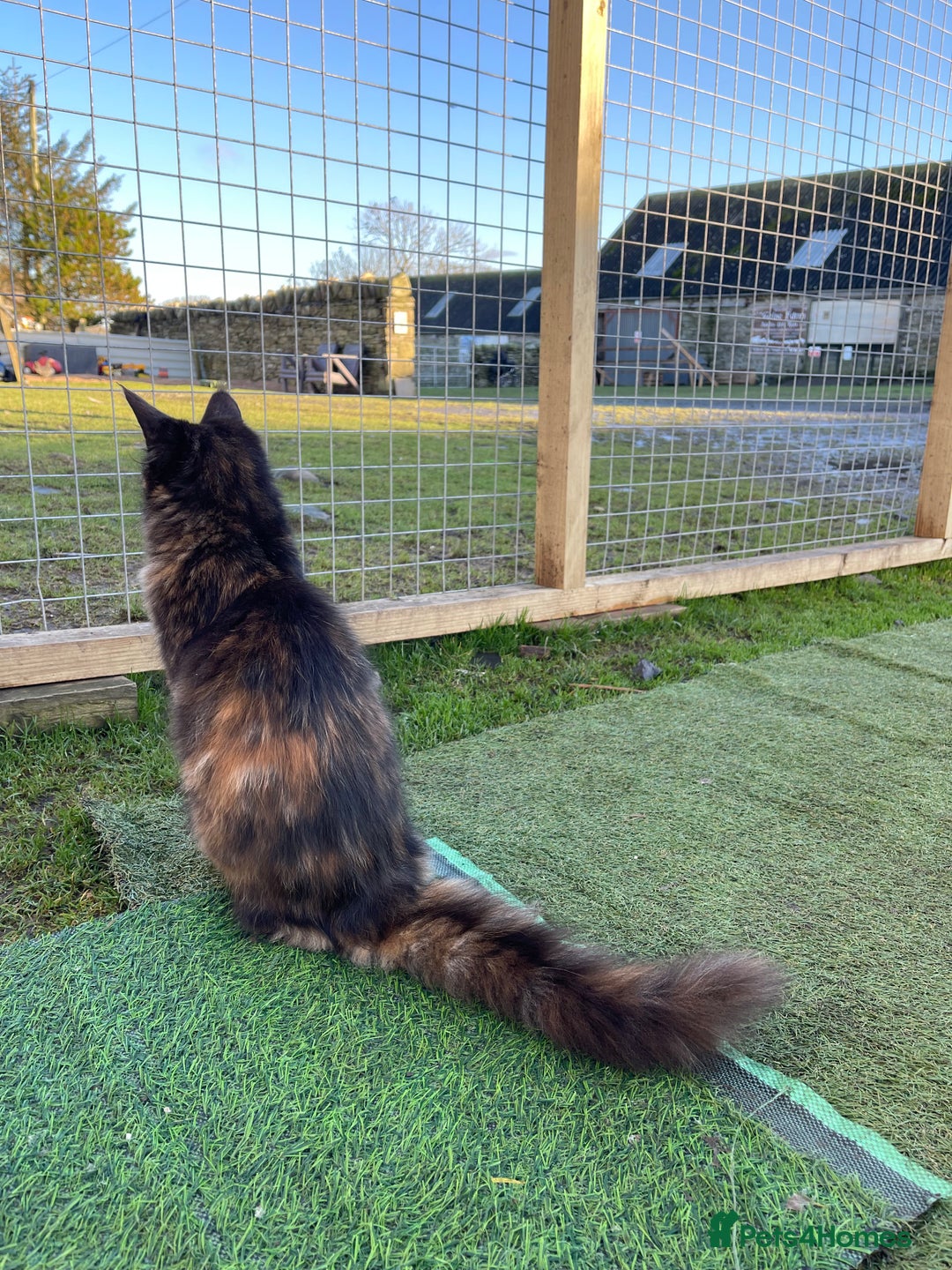 Maine Coon cats for sale: Top pedigree MaineCoon sisters  - Advert 30