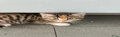 Tabby girl