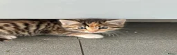 Mixed Breed cats for sale: 7 kittens looking for their forever homes in Kilwinning - Advert 7