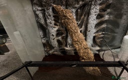 Gecko reptiles for sale: Proven male crested gecko - Advert 3