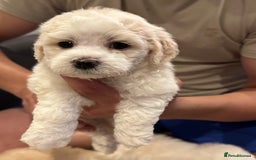 Bichon Frise dogs for sale: Bichon Maltese - Image 6