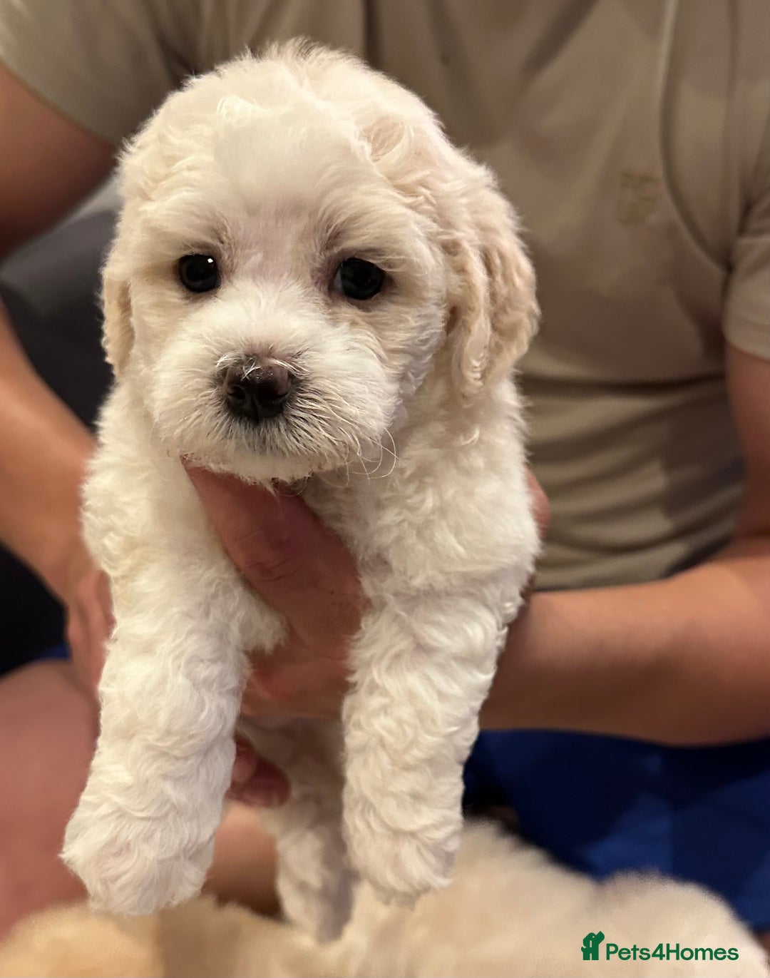 Bichon Frise dogs for sale: Bichon Maltese - Image 6