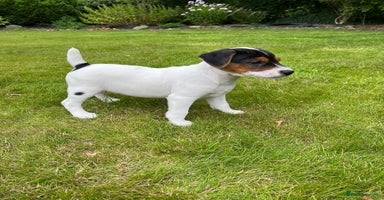 Mixed Breed dogs - Advert 14