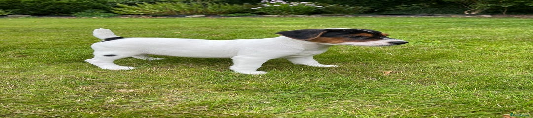 Jack Russell Puppy 4