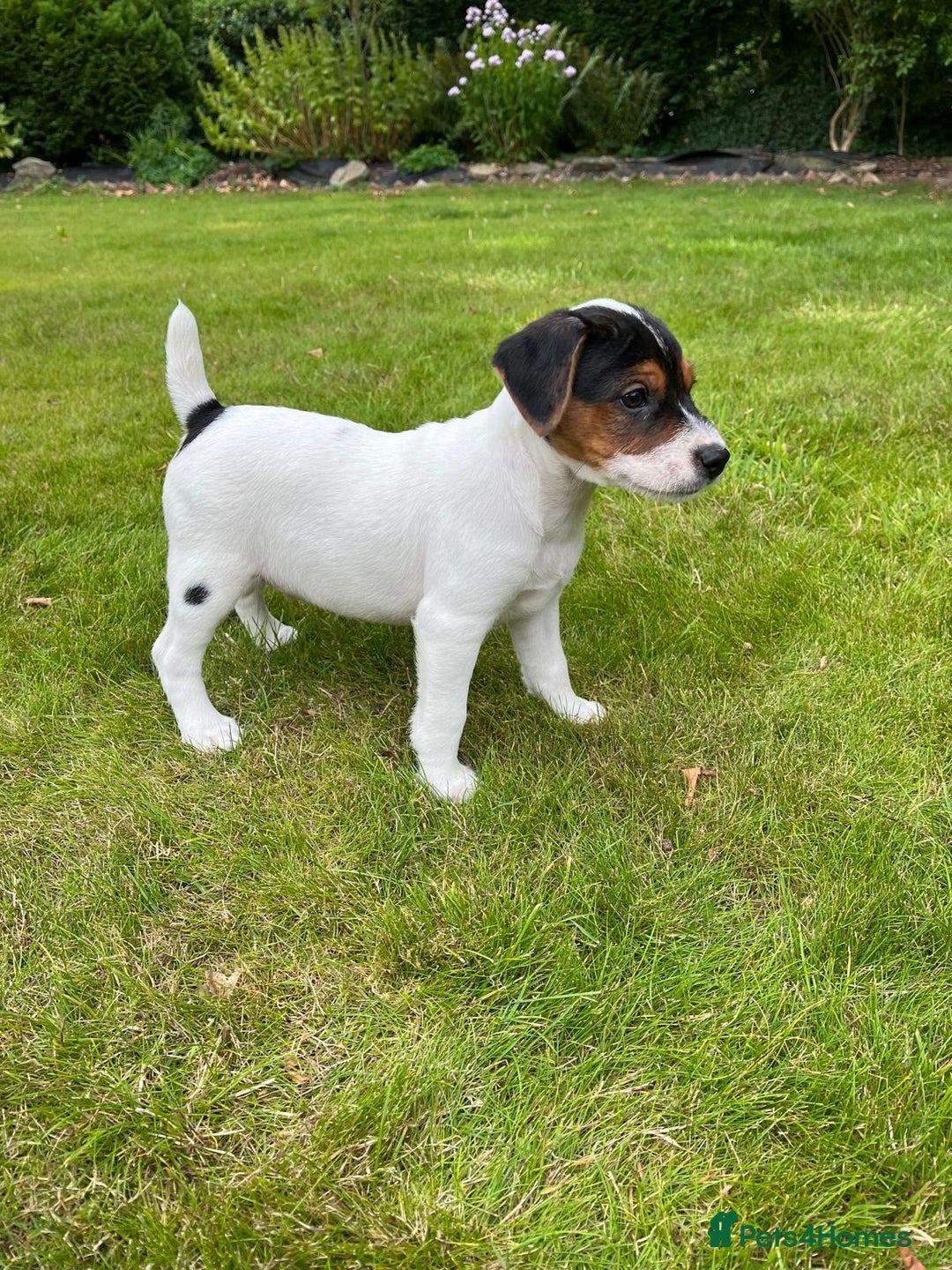 Mixed Breed dogs for sale: Parson Jack Russell x Jack Russell pups - Image 3