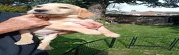 Labrador Retriever dogs for sale: Ready to go now Labrador pups for sale.  - Advert 7