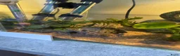Turtle reptiles for sale: Full Turtle set up with turtle and fish included   - Advert 7