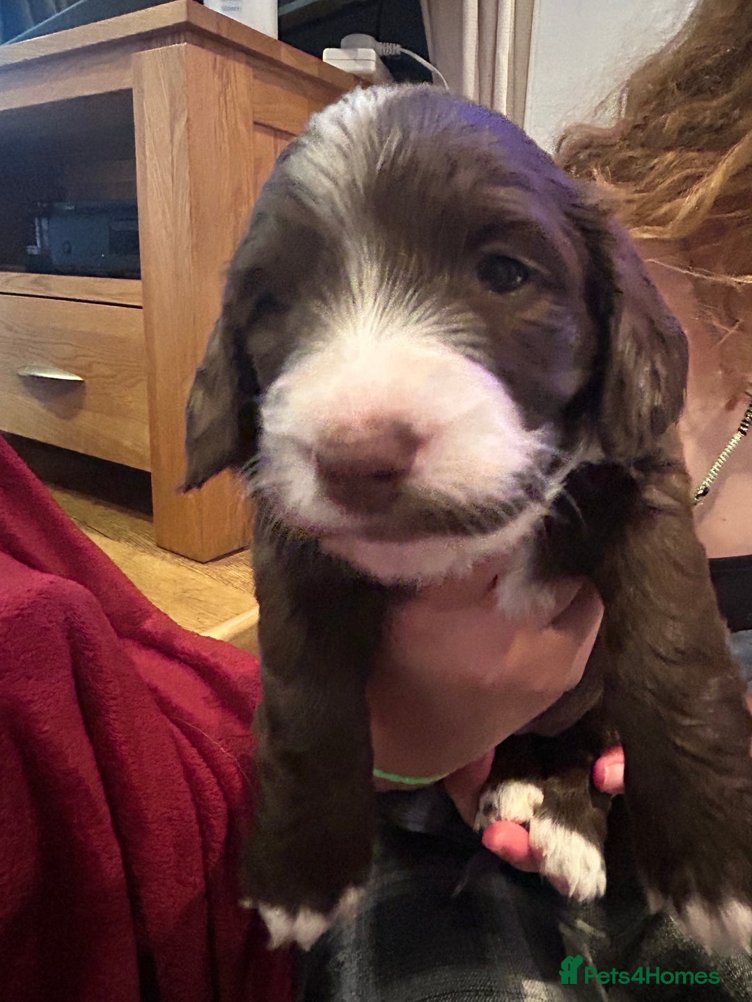 Mixed Breed dogs for sale: Dachshund puppies  - Image 13