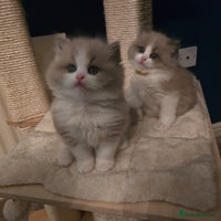 Ragdoll cats 🐾 Only 1 Beautiful Mink Ragdoll left 🐾 - Advert 4