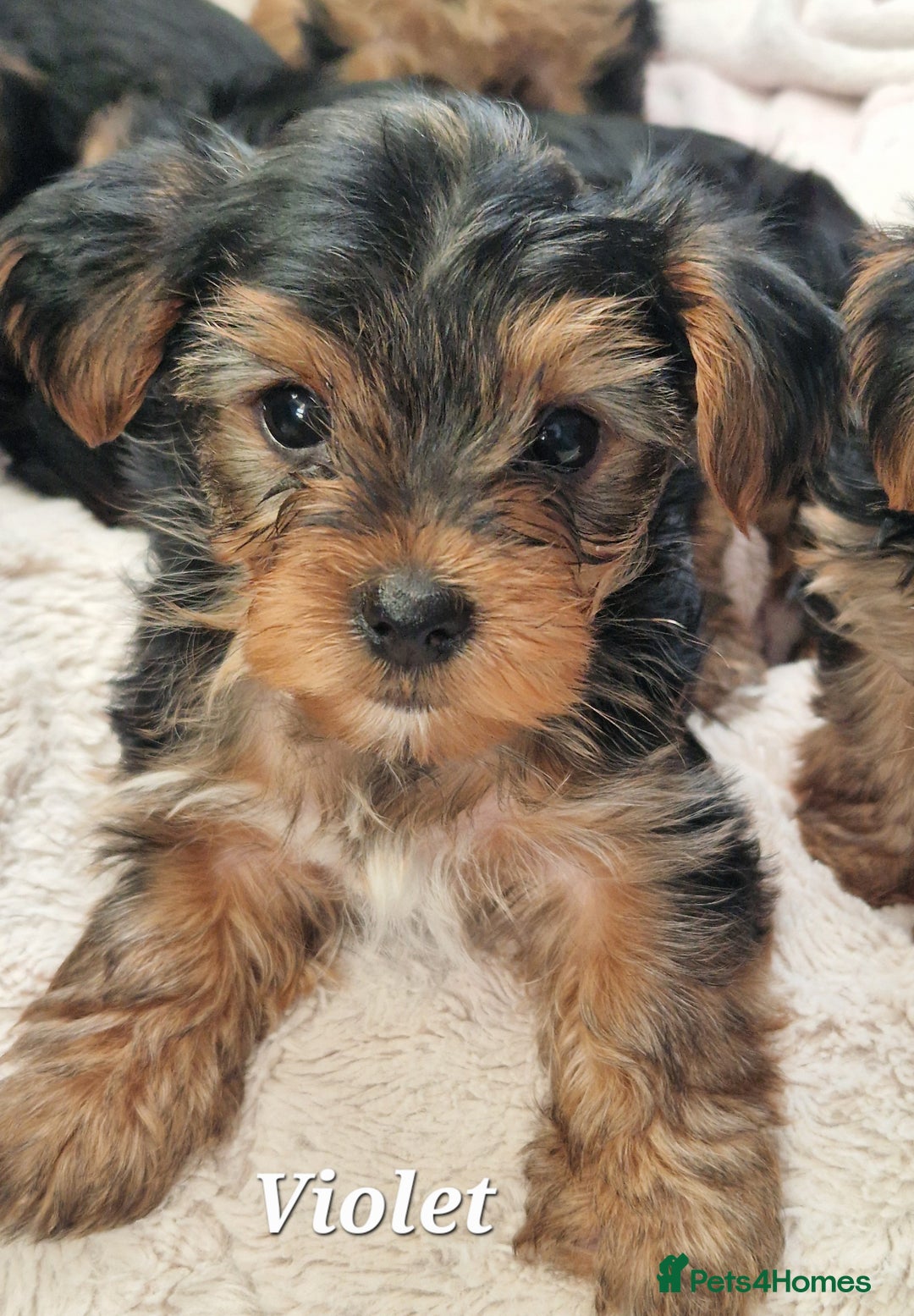 Yorkshire Terrier dogs for sale: Beautiful yorkie puppies - Advert 1