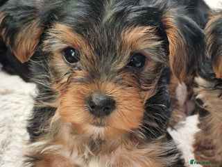Yorkshire Terrier dogs Beautiful yorkie puppies - Advert 11