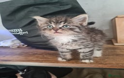 Mixed Breed cats for sale: Ragdoll x Sphynx Kittens - Image 1