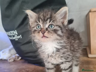 Mixed Breed cats - Advert 28