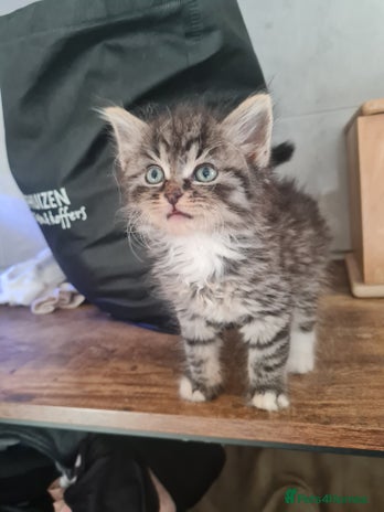 Mixed Breed cats - Advert 7