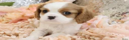 Cavalier King Charles Spaniel dogs for sale: HEALTH TESTED KC Cavalier King Charles Spaniels - Advert 30