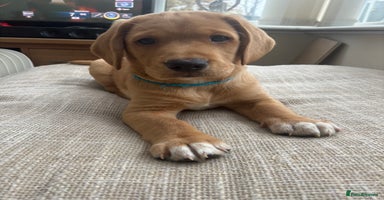 Springador dogs - Advert 6