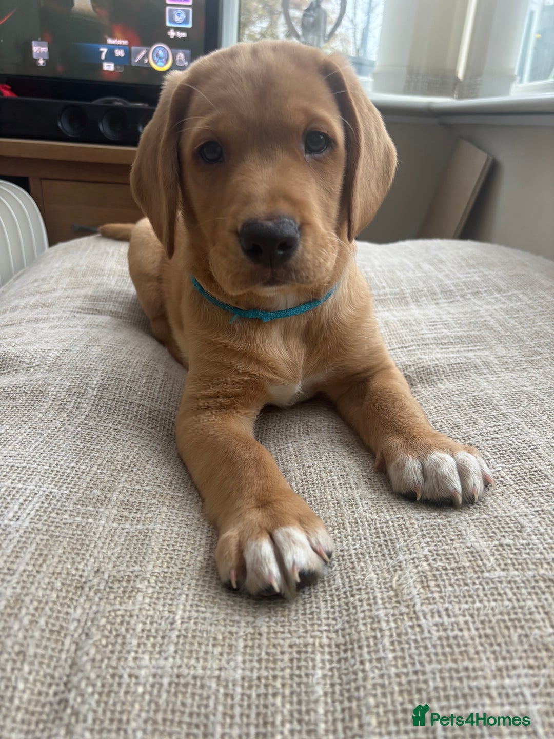 Springador dogs for sale: Labrador puppies (red/copper). Health checked.  - Image 2