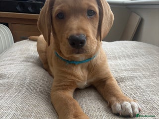 Springador dogs 10 week Male Labrador puppy both vaccinates. - Advert 2