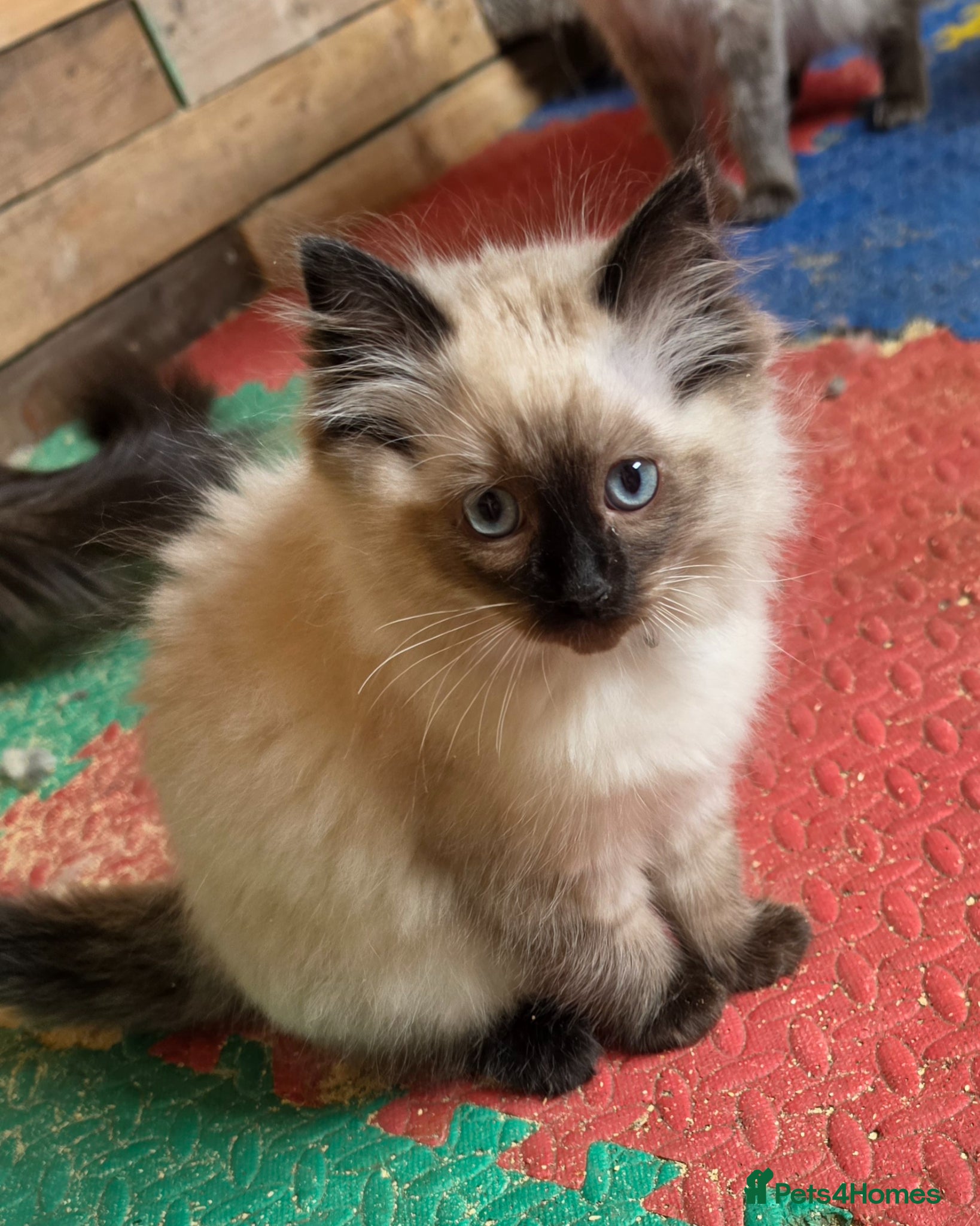 Ragdoll cats Stunning  boy  Ragdoll kitten ready to go  - Advert 2