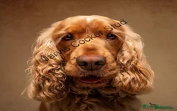 Cocker Spaniel dogs for sale: Show Cocel Spaniel- K.C. Reg. - Image 13
