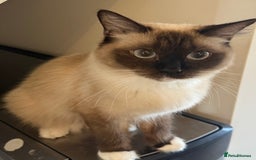 Ragdoll cats for sale: 1 year old Ragdoll cat needing a new home - Image 4