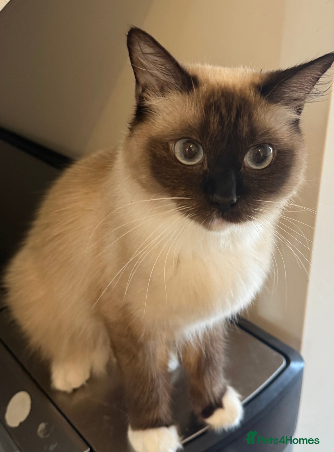 Ragdoll cats for sale: 1 year old Ragdoll cat needing a new home - Image 4