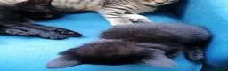 Mixed Breed cats for sale: 🐾 Gorgeous Tabby & Black Kittens – Ready Now! 🐾 - Advert 10