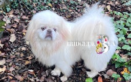 Pekingese dogs for sale: 💜UNIQUE LILAC CREAM MALE💜 - Image 6