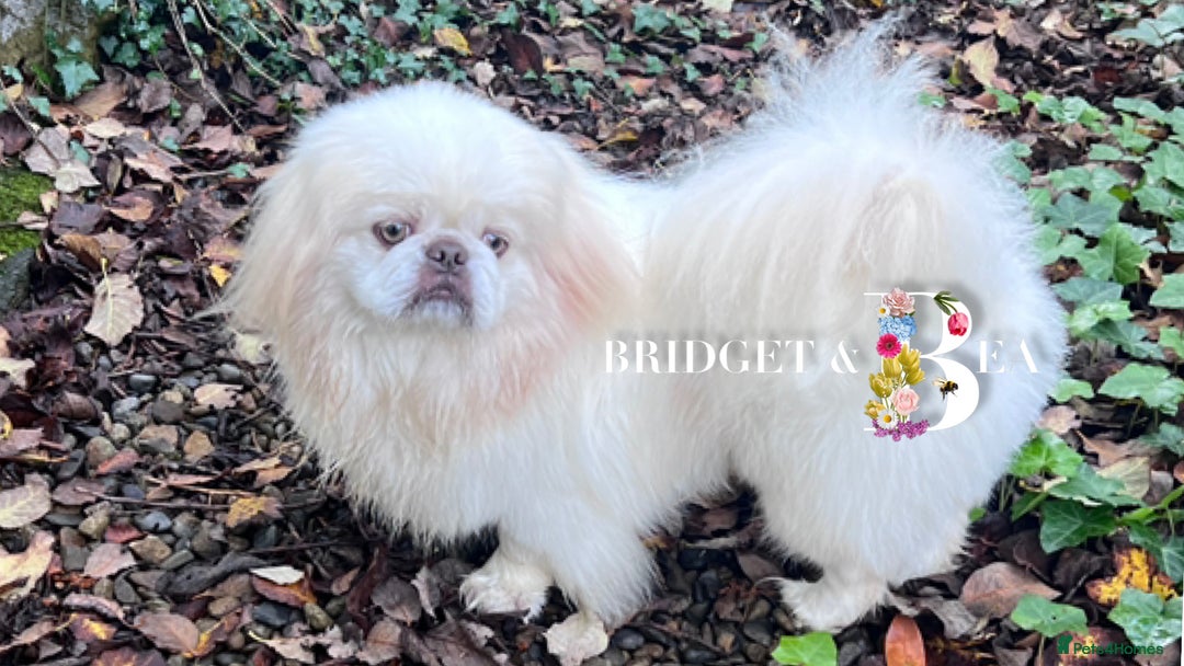 Pekingese dogs for sale: 💜UNIQUE LILAC CREAM MALE💜 - Image 6