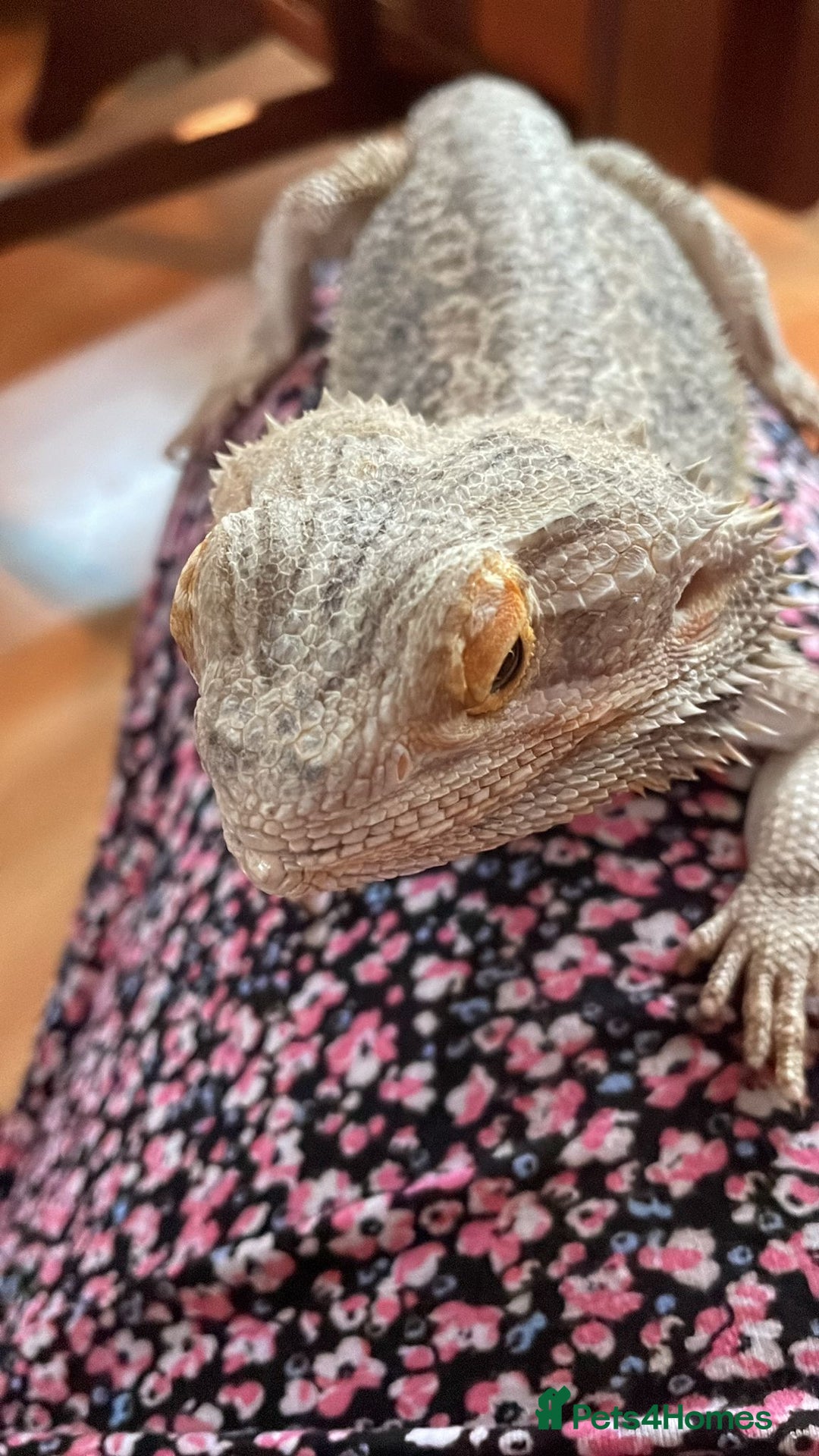 Bearded Dragon reptiles for sale: Male Bearded Dragon - rehome  - Advert 3