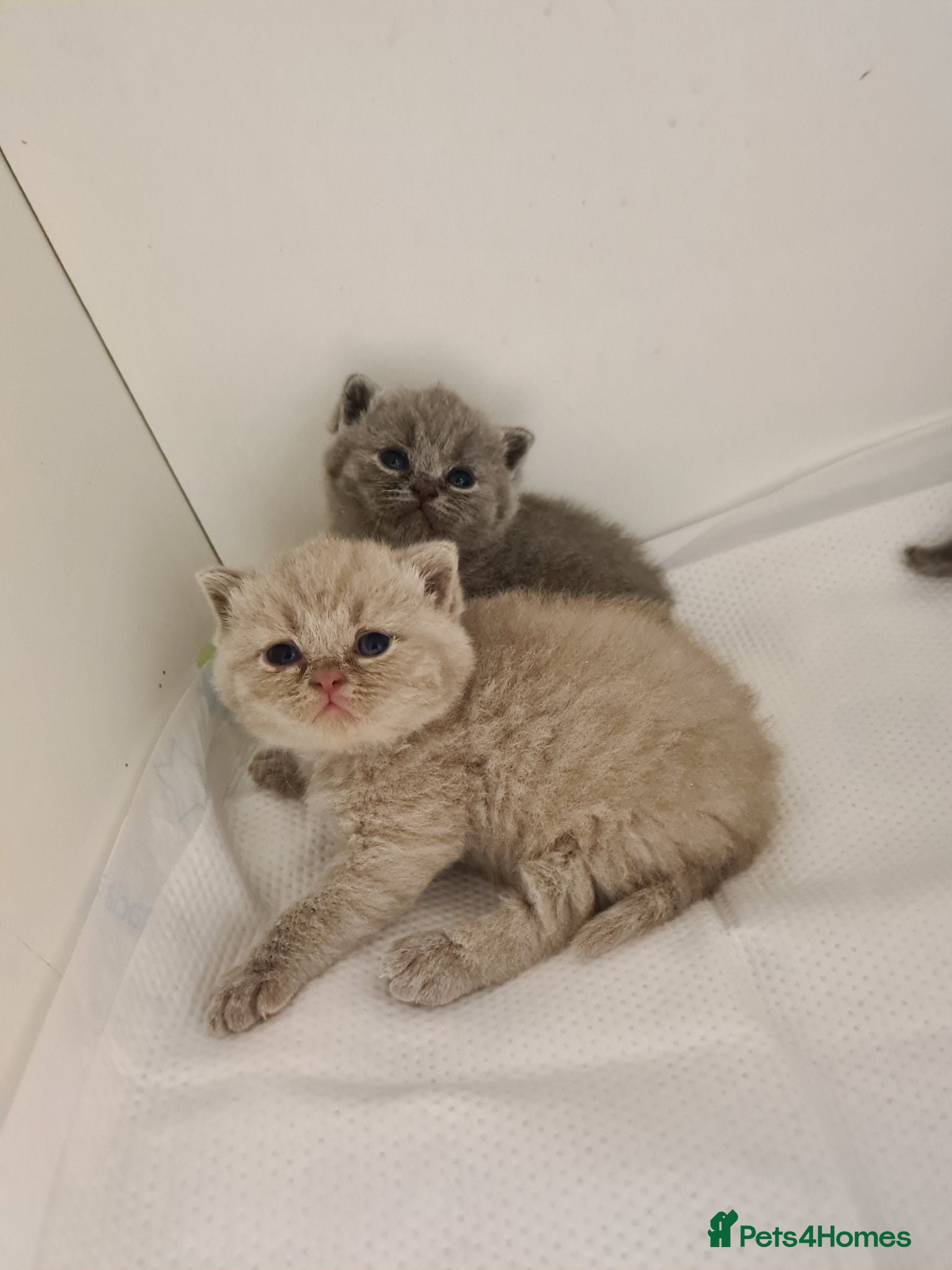 British Shorthair cats Lovely kittens looking for new home - Advert 2