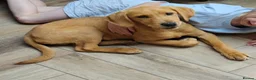 Labrador Retriever dogs for sale: Male, Red Fox Labrador Retriever Puppy in Durham - Advert 4
