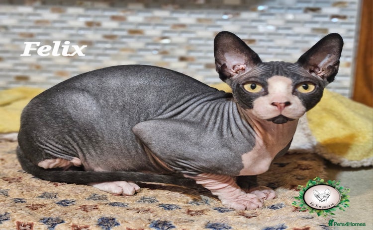 Sphynx cats - Advert 2