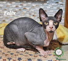 Sphynx cats Adorable Canadian Sphynx – Champion Bloodline - Advert 4