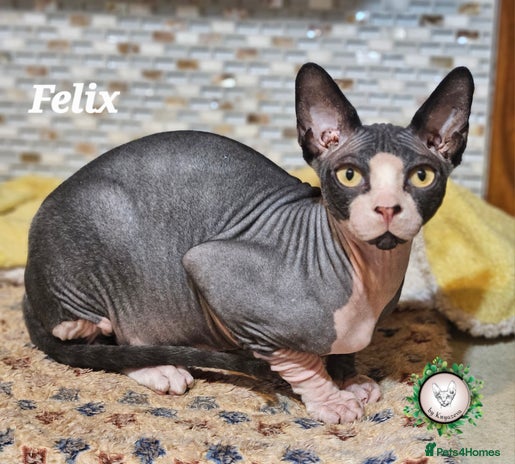 Sphynx cats - Advert 2