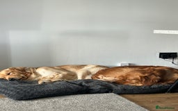 Golden Retriever dogs for sale: Two Golden retriever dogs for rehoming  - Image 5