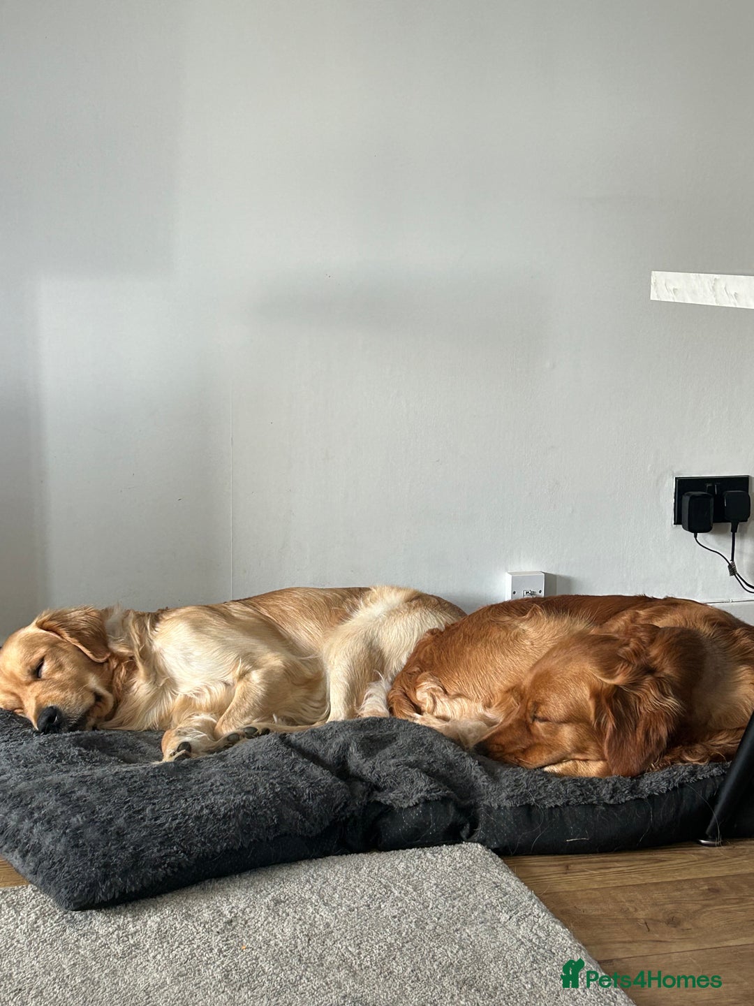 Golden Retriever dogs for sale: Two Golden retriever dogs for rehoming  - Image 5
