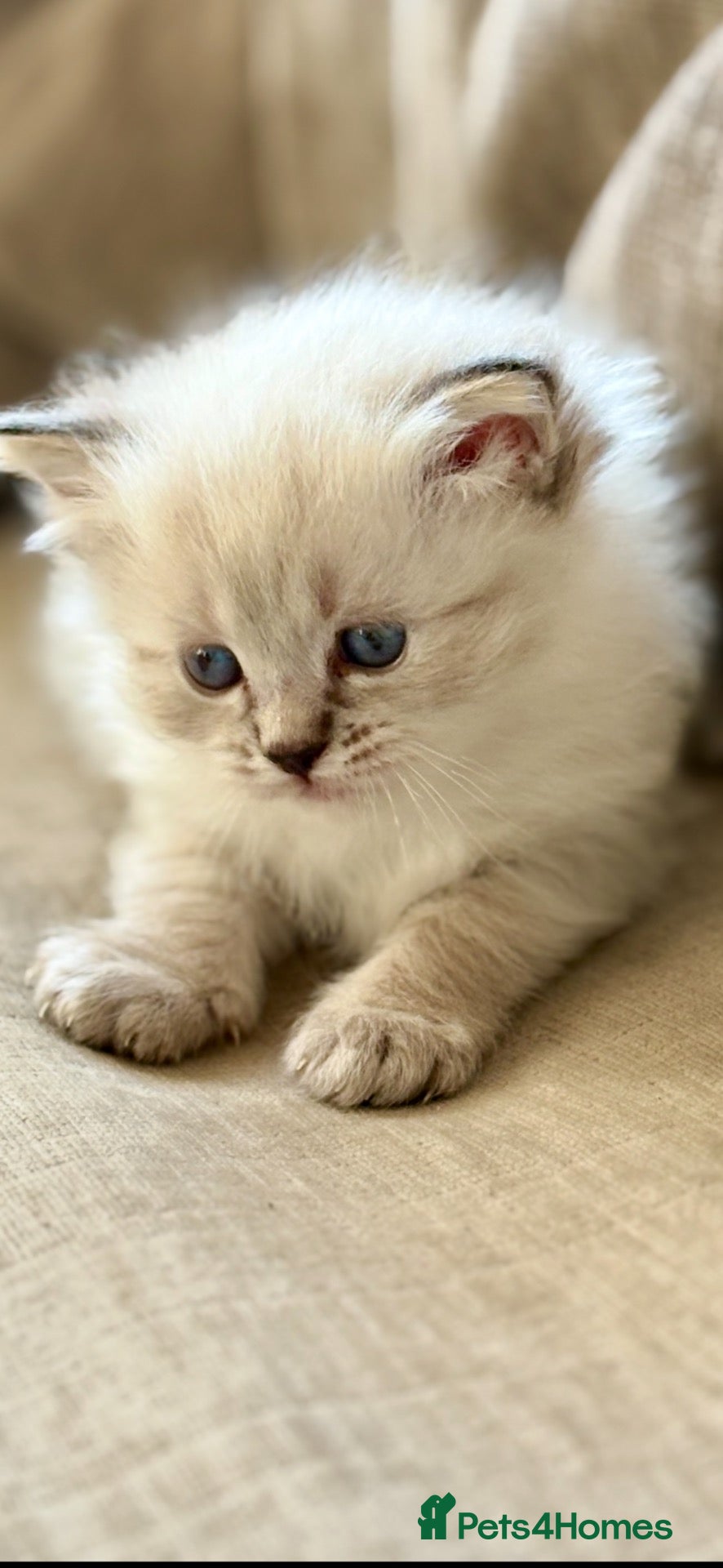 Ragdoll cats 🌺 Exceptional GCCF Babies 🌺 - Advert 3