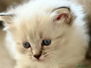 Ragdoll cats 🌺 Exceptional GCCF Babies 🌺 - Advert 3
