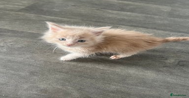 Maine Coon cats - Advert 11