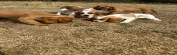 King Charles Spaniel dogs for sale:  Pure King Charles cavalier puppies  - Advert 17
