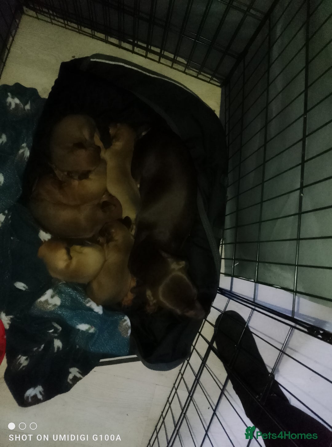 Dachshund dogs for sale: Last 2 dachshund boys for homes - Advert 3
