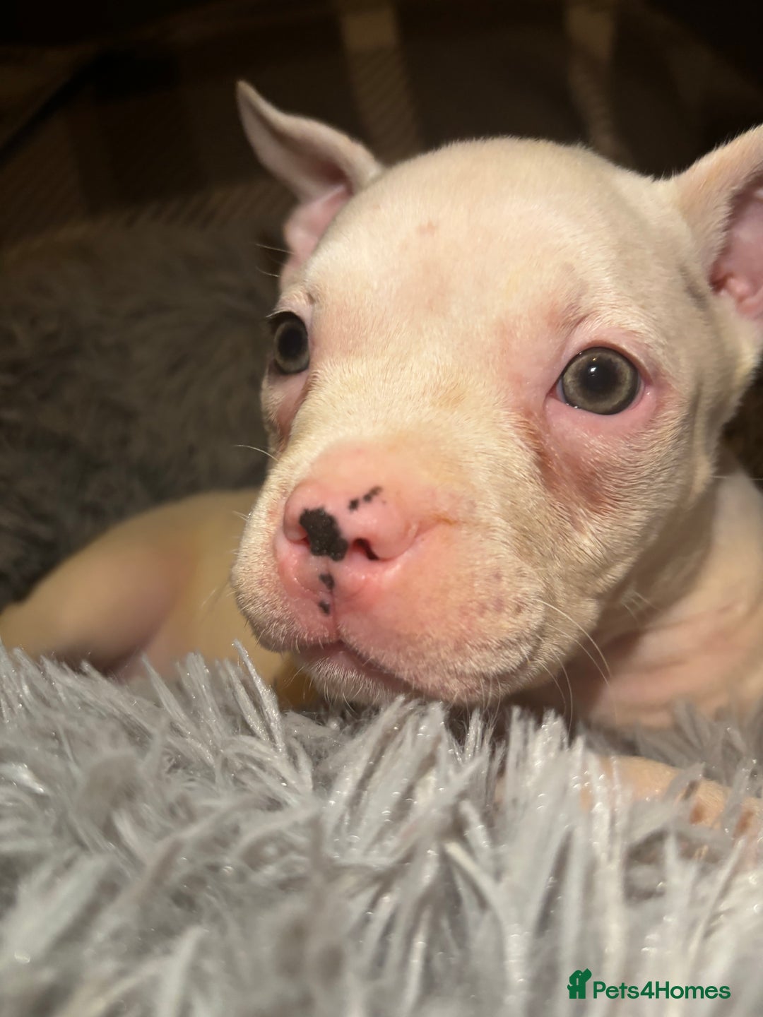 American Bully dogs for sale: perfect puppys - Image 31