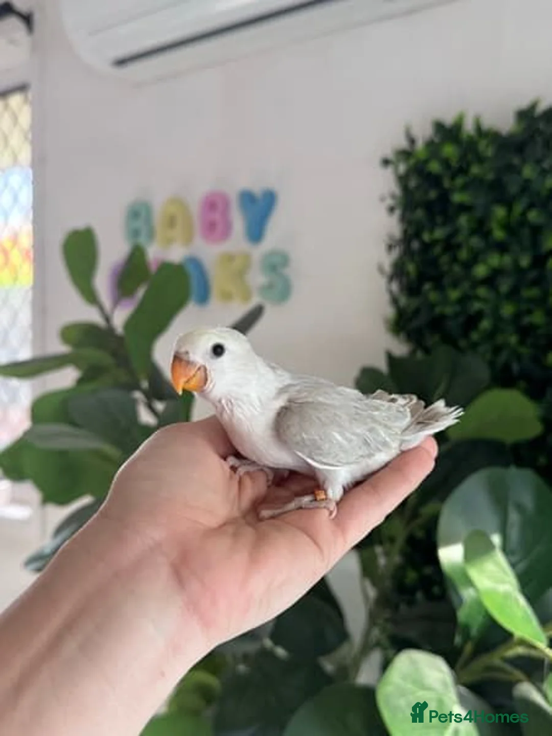 Parrots birds for sale: Handraised Peachfaced Lovebirds in Liverpool - Advert 3