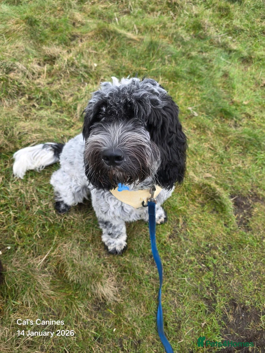 Cockapoo dogs for sale: 9 month old Cockapoo male - Advert 1