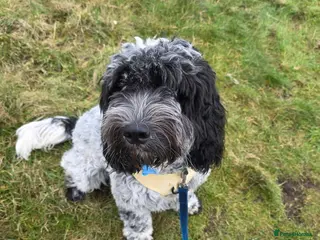 Cockapoo dogs 9 month old Cockapoo male - Advert 5