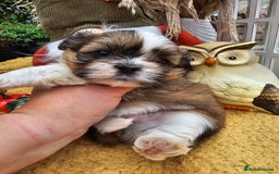 Shih Tzu dogs for sale: 🐶 Shih Tzu Puppies READY NOW– Licensed Breeder  - Image 12