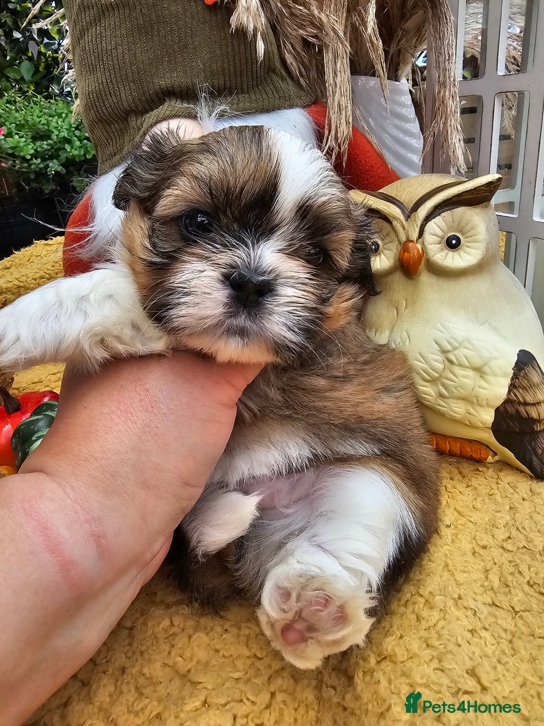 Shih Tzu dogs for sale: 🐶 Shih Tzu Puppies READY NOW– Licensed Breeder  - Image 12